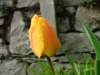 pic019_small.jpg